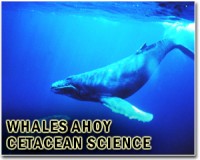 Whale activists wind up Japan showdown