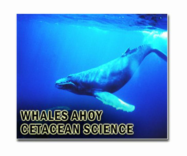 Scientists map enigmatic circle-swimming of whales, sharks, turtles, penguins