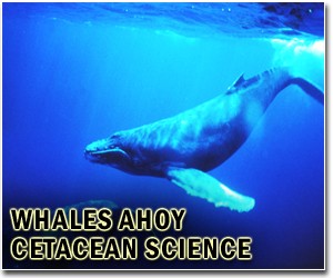 US senator moves to protect whales