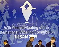 Whaling commission meets with own future at stake