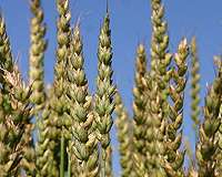 Climate change could trigger droughts in wheat-growing regions