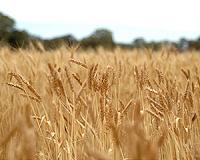Field study shows why food quality will suffer with rising CO2