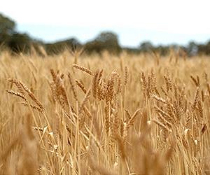 Climate: Act now to diversify crops at risk, say scientists