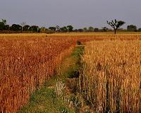 Genetic mechanism that could enhance yield in cereal crops