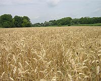 Syrian grain output strangled by drought