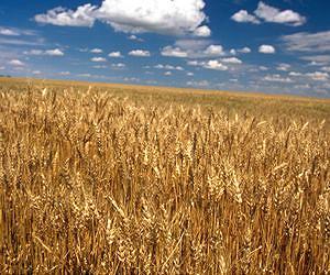 Climate Forecasts Shown to Warn of Crop Failures