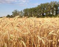 Growth of GM crops slows for first time in 20 years
