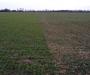 Wheat Resistance Genes Failing, New Approach Needed To Stop Flies