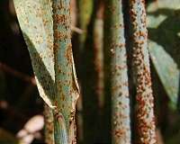 Breakthrough pulls science ahead in race against devastating wheat disease