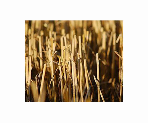 New biodegradable polyurethane foams are developed from wheat straw