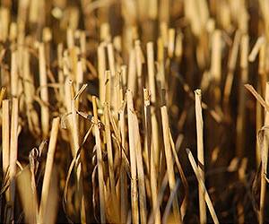 Biofuels Make a Comeback Despite Tough Economy