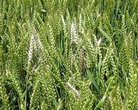 Rot Resistant Wheat Could Save Farmers Millions