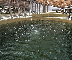 Hatchery, OSU scientists link ocean acidification to larval oyster failure