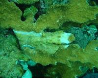 New Florida Tech study links coral disease to a warming Atlantic