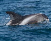 Italy fishermen down rods in dolphin dispute