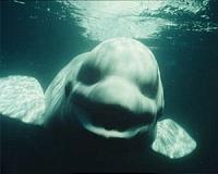 Canada boosts protection for endangered whales