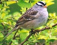 For Migrating Sparrows, Kids Have A Compass, But Adults Have The Map