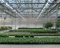 LED lighting in greenhouses helps but standards are needed