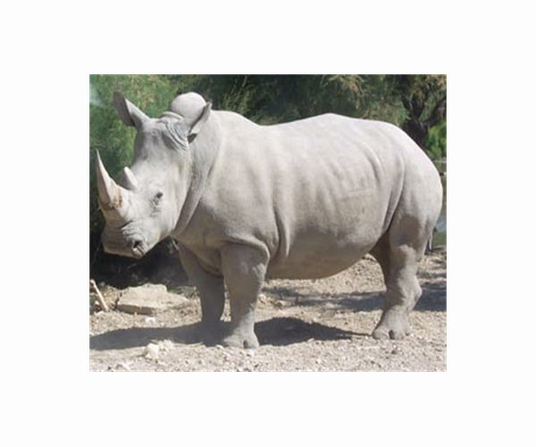 Four Zimbabwe rhinos die after drinking polluted water