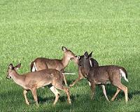 Hunting gives deer-damaged forests a shot at recovery