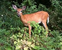 Many white-tailed deer have malaria