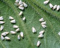 Whiteflies provide insight into stabilizing manmade drones during takeoff