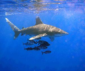 Pacific sharks disappearing into soup: study
