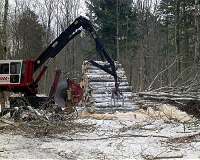 Whole-tree harvesting could boost biomass production