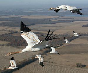 Whooping cranes learn migration from elders: study