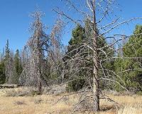 Evergreens at risk