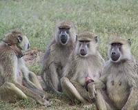 Antibody shields monkeys from 'HIV' for months: study