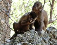 Plants faring worse than monkeys in patchy Costa Rica forests
