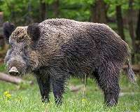 Boorish boars hog highways in Israel's Haifa