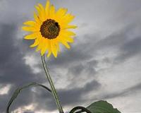 Sunflower pollen protects bees from parasites