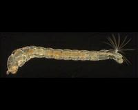 Genetic changes to basic developmental processes evolve more frequently