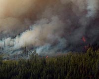 Plants May Affect The Effect Of Wildfires
