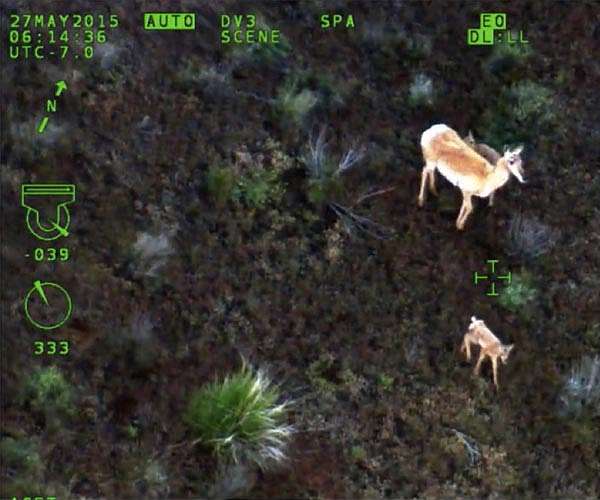 Planet in peril: Global conservation congress urges wildlife protection