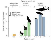 Humanity decimating planetary wildlife: report