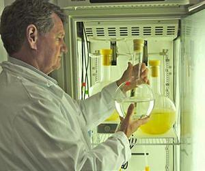 Nitrogen from pollution, natural sources causes growth of toxic algae