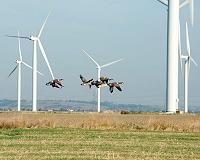 Large-scale US wind power would cause warming that would take roughly a century to offset