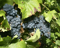 Winemakers mull climate change at Barcelona conference