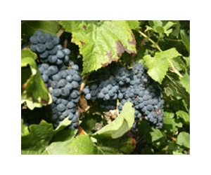 China's Bright Food to buy stake in Bordeaux wine broker
