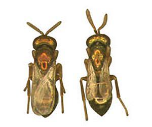 A Biodiversity Discovery That Was Waiting in the Wings - Wasp Wings, That Is