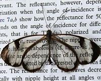 Low-reflection wings make butterflies nearly invisible