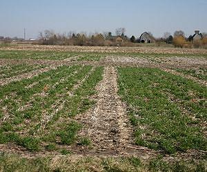 Spring's rising soil temperatures see hormones wake seeds from their winter slumber