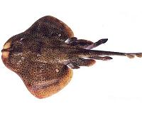 Species speed up adaptation to beat effects of warmer oceans