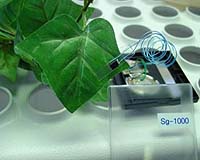University Of Colorado Invention May Allow Thirsty Crops To Signal Farmers