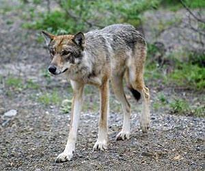 Top predators key to extinctions as planet warms