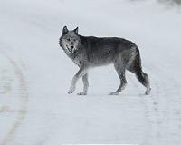 Wyoming gubernatorial candidate wants wolf hunt, ignores feds