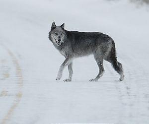 Siberian region offers bounty for wolves
